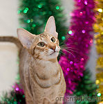 Zima Sueno de Pantera. Кошка-вампир