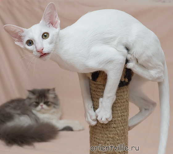 Assol Da Kisa. 5 month