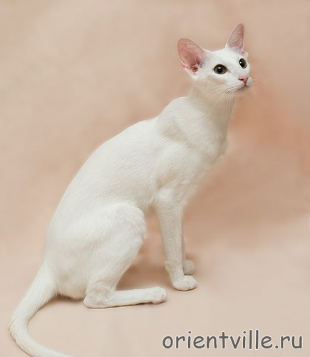 Assol Da Kisa. 10 month