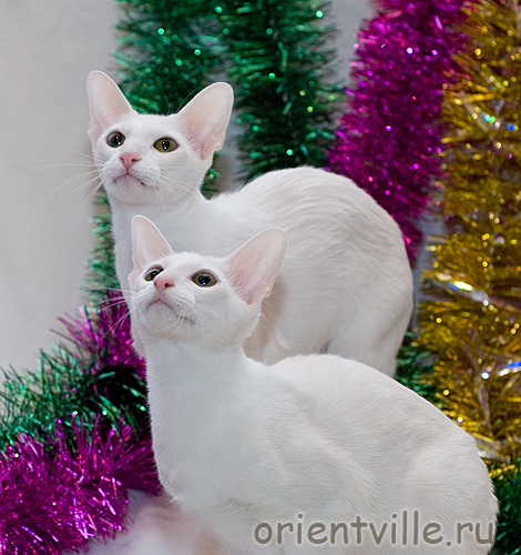 Загадка: у кого двоится в глазах?