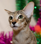 Бекки Тетчер