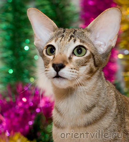 Orientville's Becky Thatcher