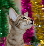 Orientville's Becky Thatcher. 4,5 мес