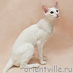 Assol Da Kisa (ORI w 64)