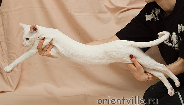 Assol Da Kisa. 10 month