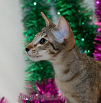 Orientville's Becky Thatcher