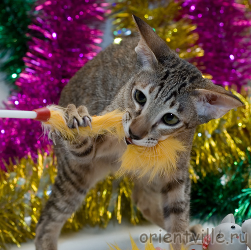 Отдай махалочку!