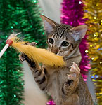 Я вчера поймала воооот такую мышь!