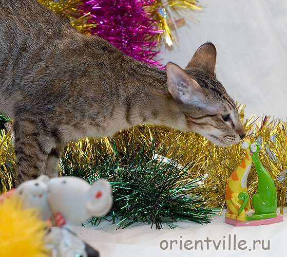 А это что такое?!