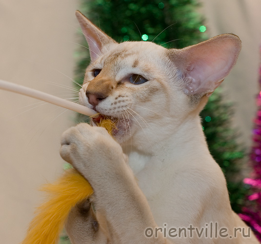 Кеша. Вкусная махалочка