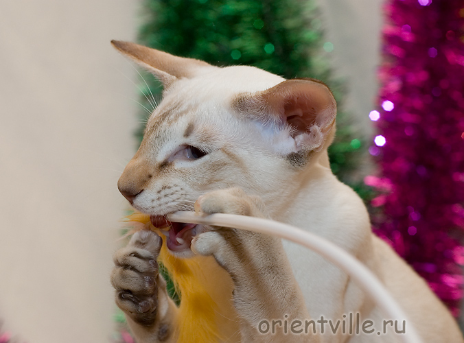 Кеша. Вкусная махалочка