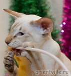 Кеша. Вкусная махалочка