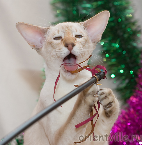 Кеша совсем не голодный. Просто махалки вкусные!