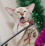 Кеша совсем не голодный. Просто махалки вкусные!