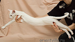 Assol Da Kisa. 10 month