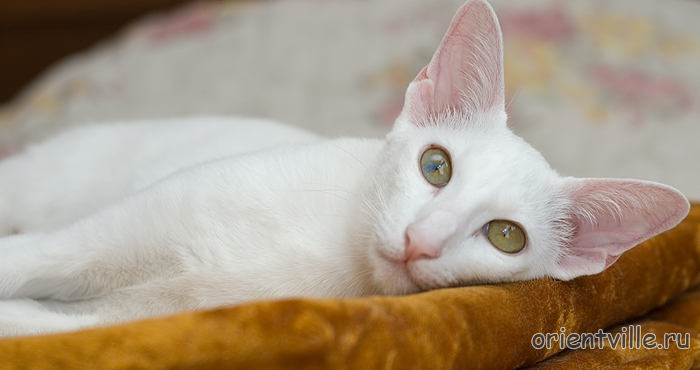 Assol Da Kisa. 1 year (pregnant)