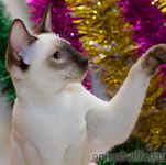 Orientville's Accoona_Matata