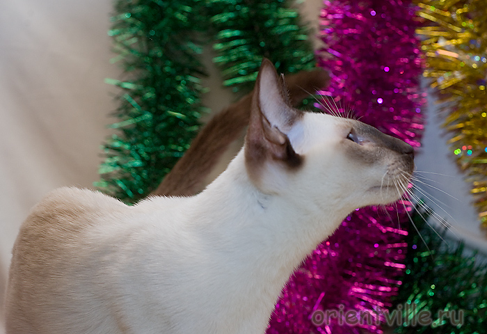 Orientville's Accoona_Matata