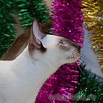 Orientville's Accoona_Matata