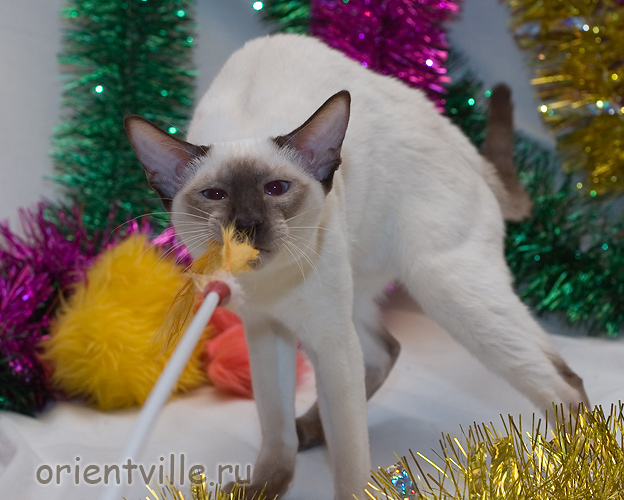 Тата. Как всегда - перетягивание