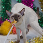 Тата. Как всегда - перетягивание