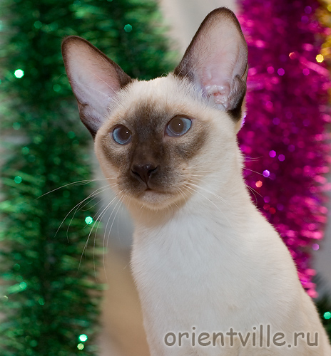 Любопытная мордашка