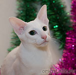 ооох... Достали папарацци