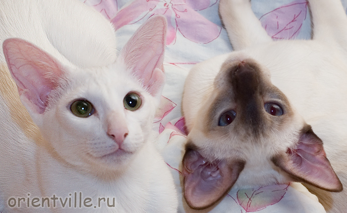 Belinda Maze & Asterix