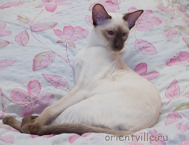 Orientville's Accoona_Matata