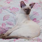 Orientville's Accoona_Matata