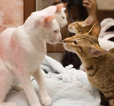 Ориентальная любовь. Первый шаг