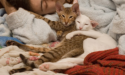 Ориентально-человеческая любовь