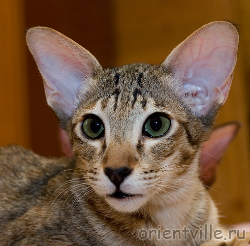 Orientville's Becky Thatcher