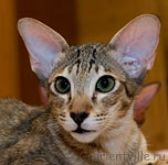 Orientville's Becky Thatcher