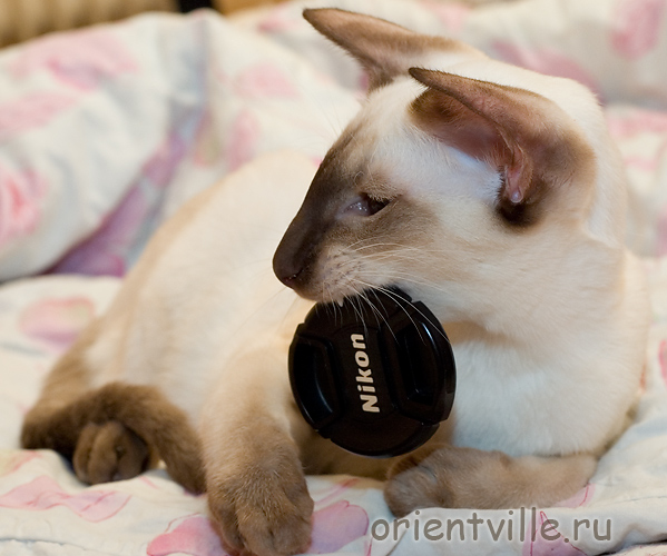 Orientville's Asterix