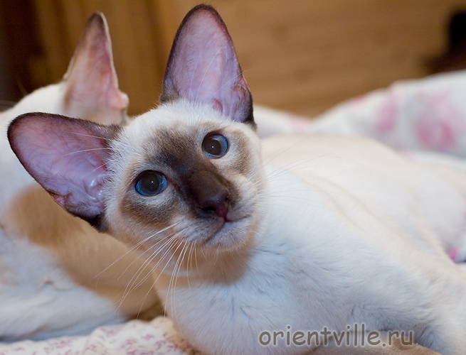 Orientville's Asterix