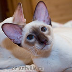 Orientville's Asterix