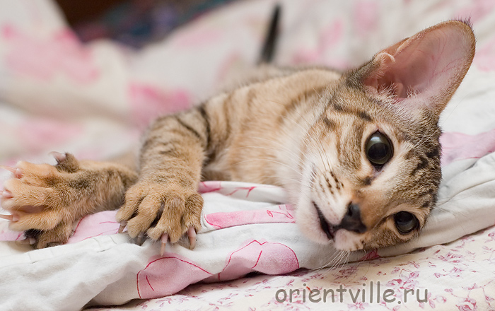 Orientville's Becky Thatcher