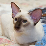 Orientville's Asterix