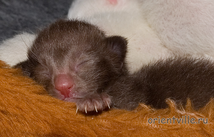 Day 1. Female (ORI b)