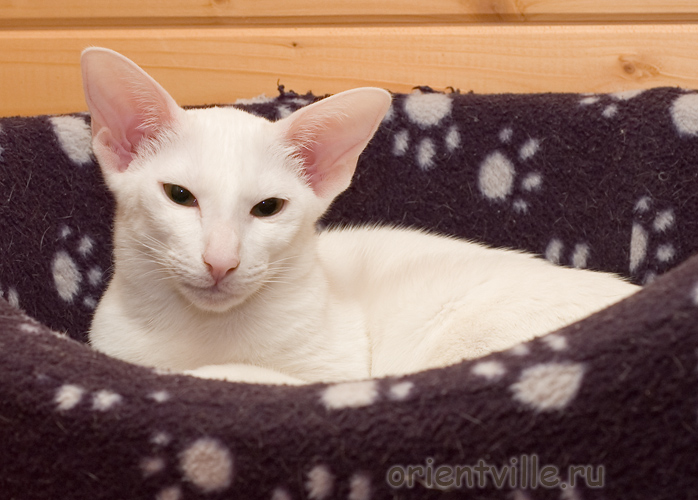 Orientville's Belinda Maze