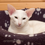 Orientville's Belinda Maze