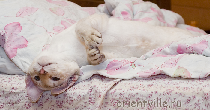 Сиамские нежности