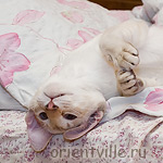 Сиамские нежности