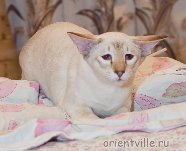 Кеша готовится на взлет