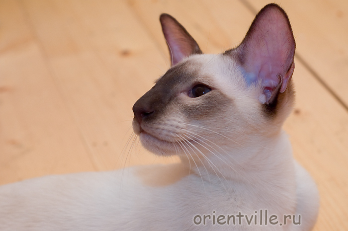 Сиамский Астерикс