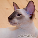 Сиамский Астерикс