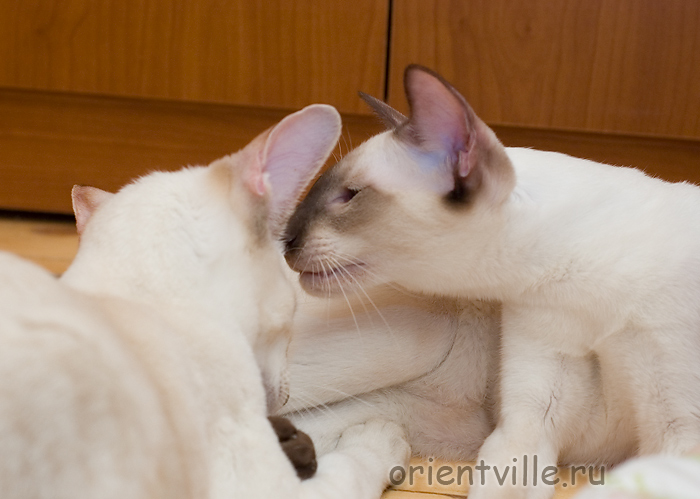 Давай прошепчу тобi просто на вушко...