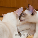 Давай прошепчу тобi просто на вушко...