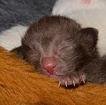 Day 1. Female (ORI b)